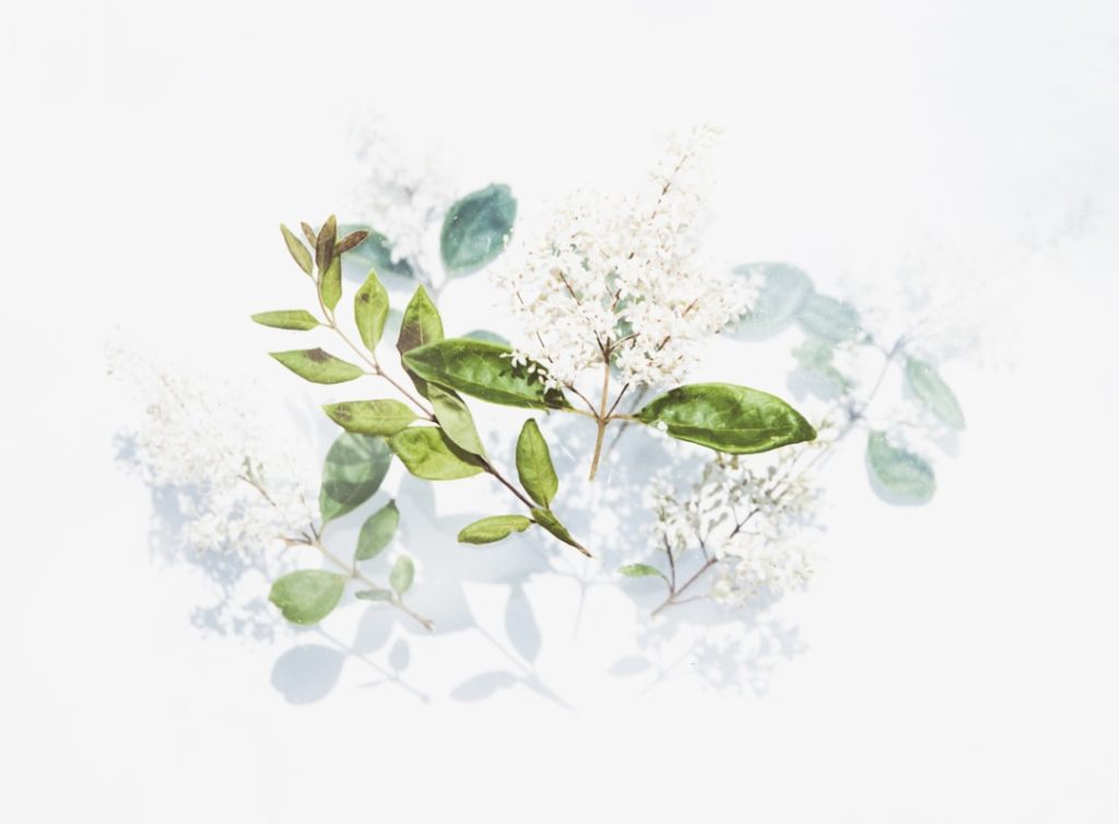 Photo Herbal medicine